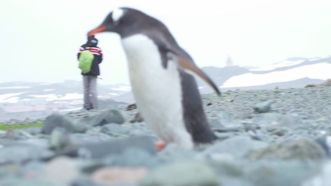 实拍高清南极企鹅企鹅特写带同期声