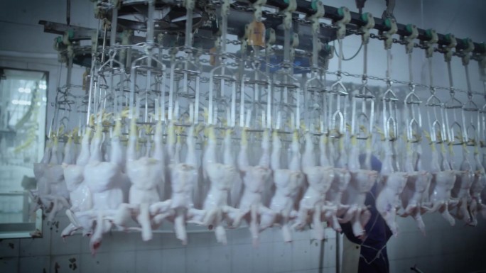 畜牧鸡肉生产加工自动化熟食特写展示