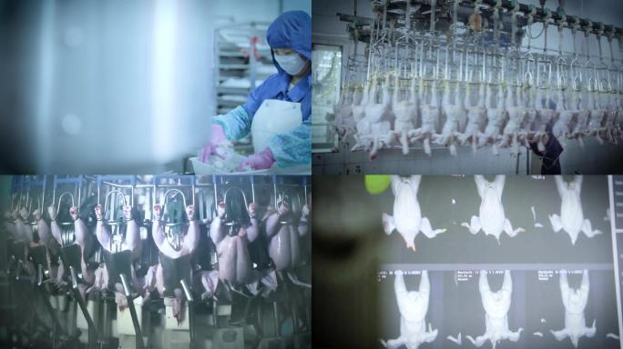 畜牧鸡肉生产加工自动化熟食特写展示