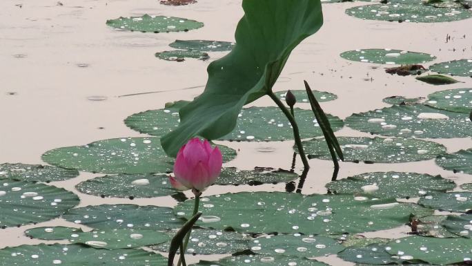 荷花夏雨