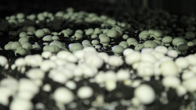 口蘑白蘑银盘蘑菇菌类