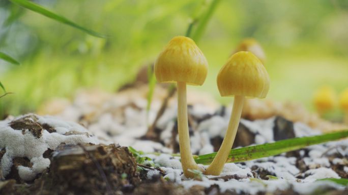 【4K】蘑菇、野生菌菇天然食材