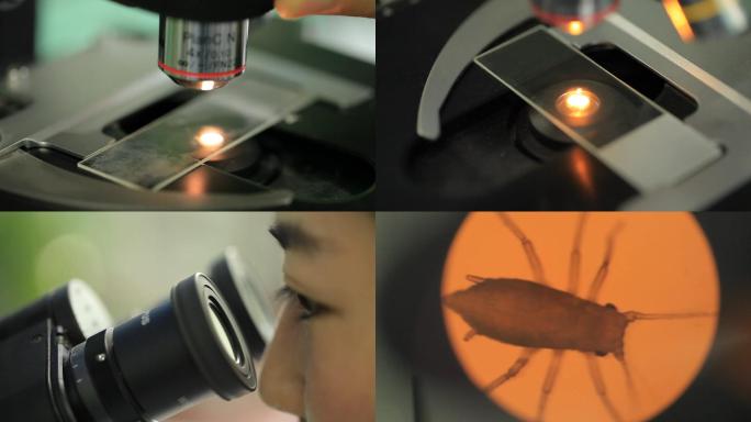 显微镜下的蚜虫农业科研实验