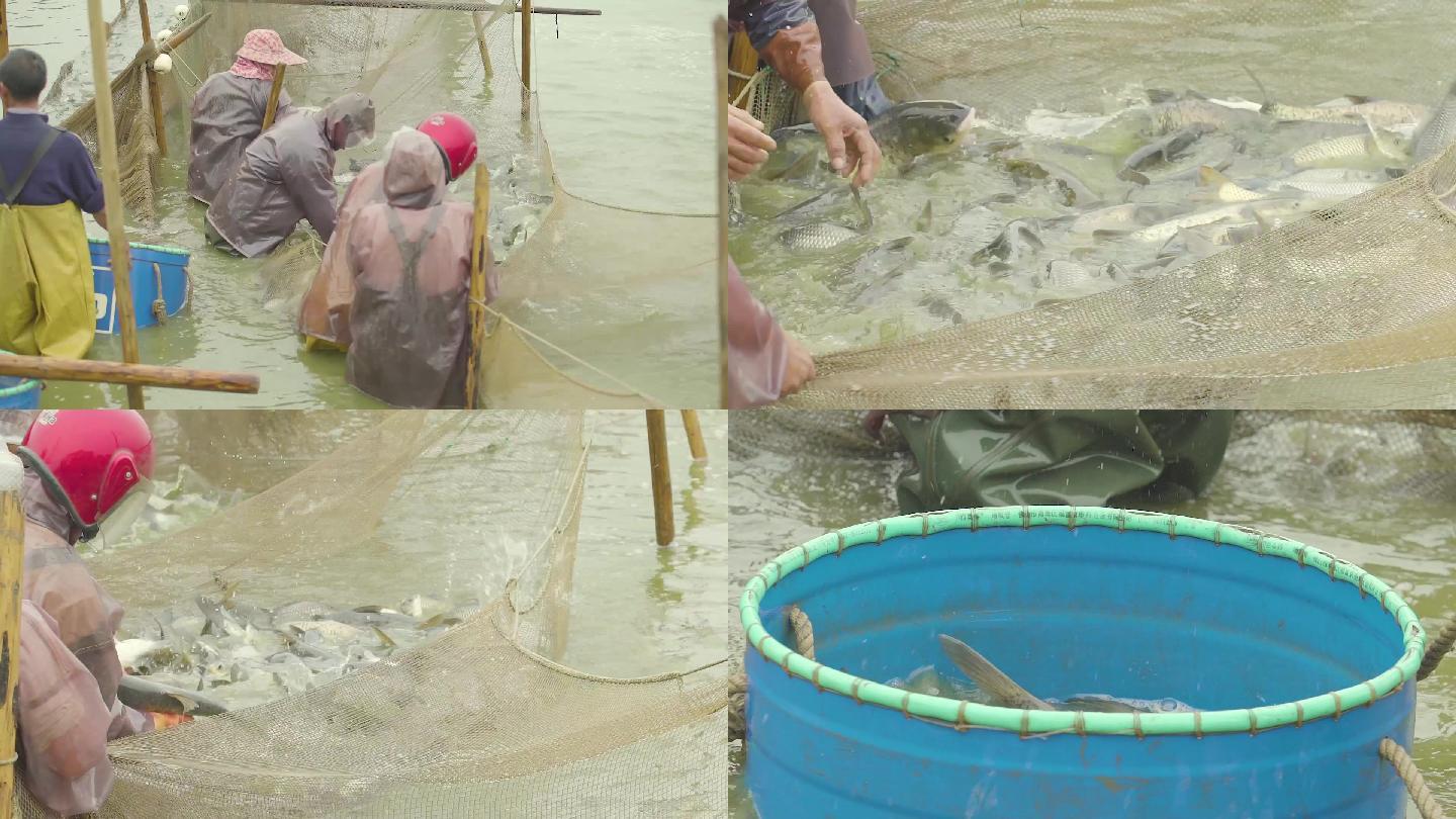 水产养殖鱼塘捞鱼画面素材