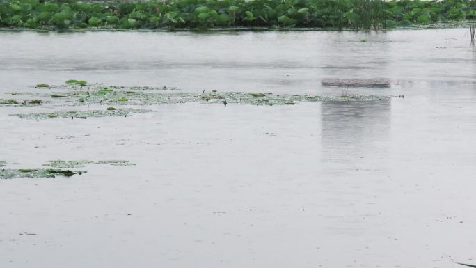 夏雨小池塘