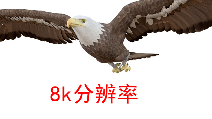 雄鹰老鹰8k（1）-alpha通道