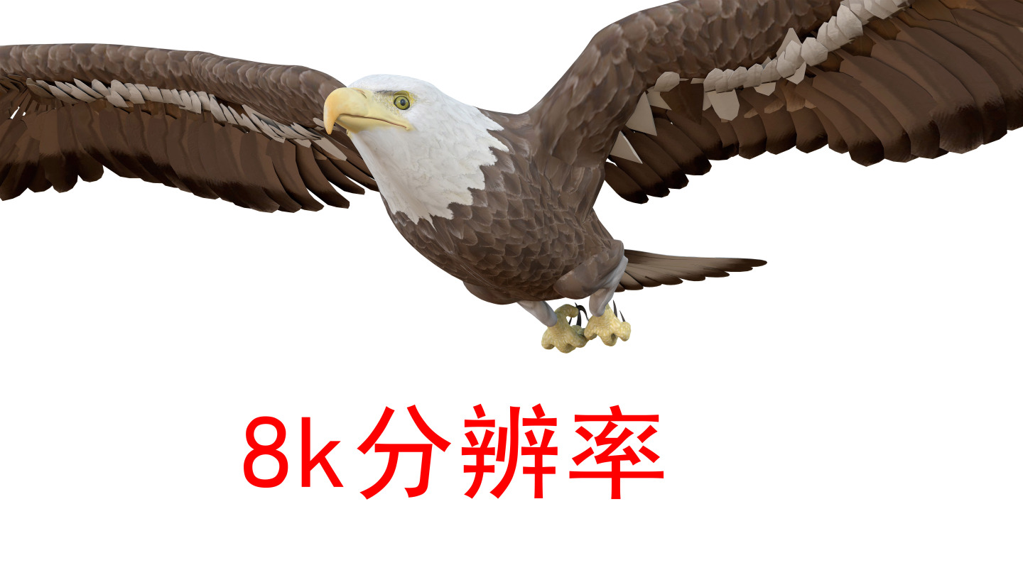 雄鹰老鹰8k（1）-alpha通道