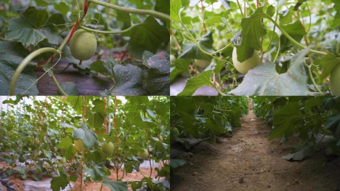 航拍温室大棚甜瓜瓜孃种植视频