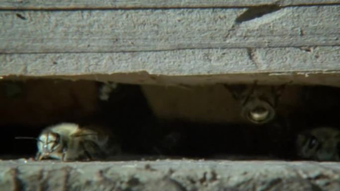 蜜蜂蜂房蜂蜜蜂巢蜂胶蜂王浆