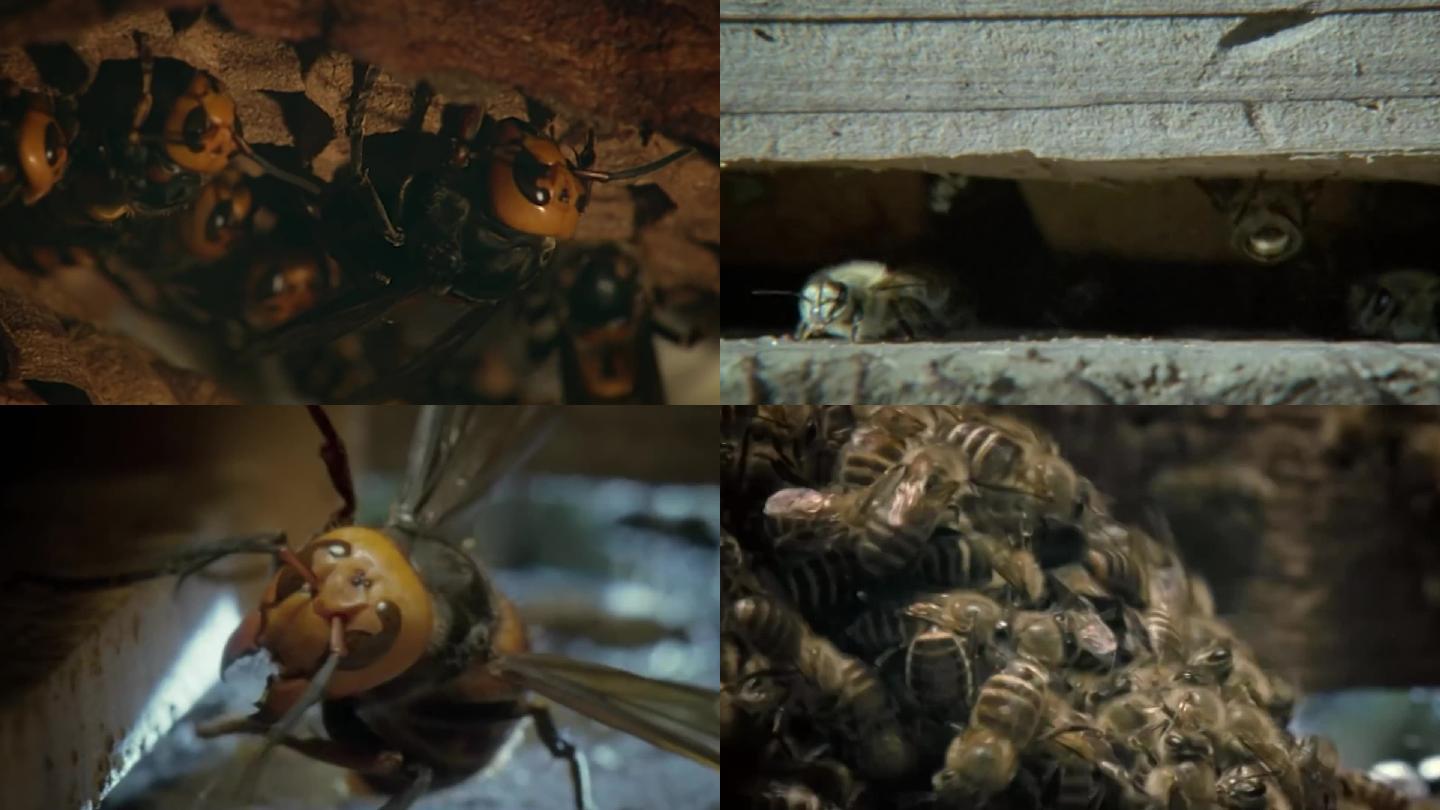 蜜蜂蜂房蜂蜜蜂巢蜂胶蜂王浆