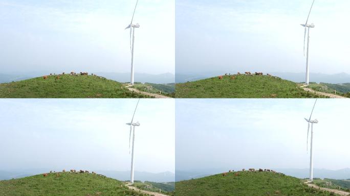 实拍风力发电机下一群黄牛在吃草