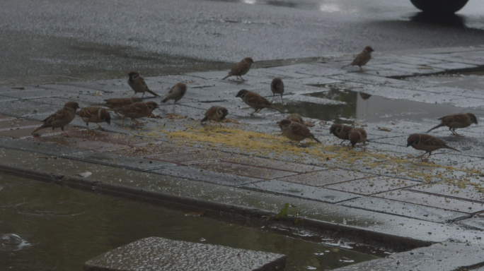 实拍雨天马路边上地上的小鸟