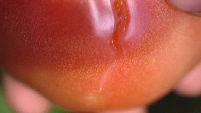 番茄西红柿裂果畸形果