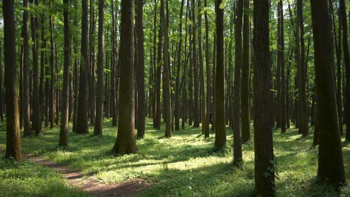 大自然原始森林春天氧气