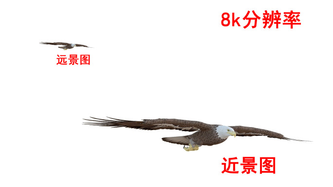 雄鹰老鹰8k（1）-alpha通道