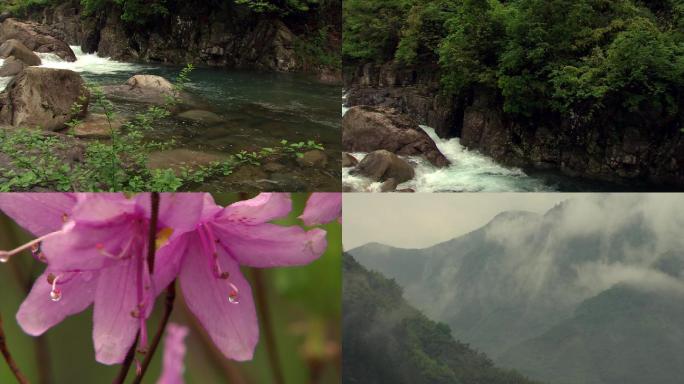 山林溪流野花雨后春天