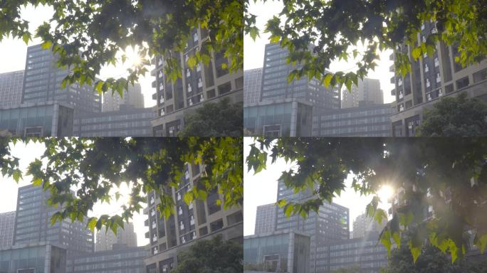 4K夏日都市树叶阳光逆光太阳
