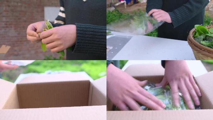 菠菜胡萝卜油菜装箱