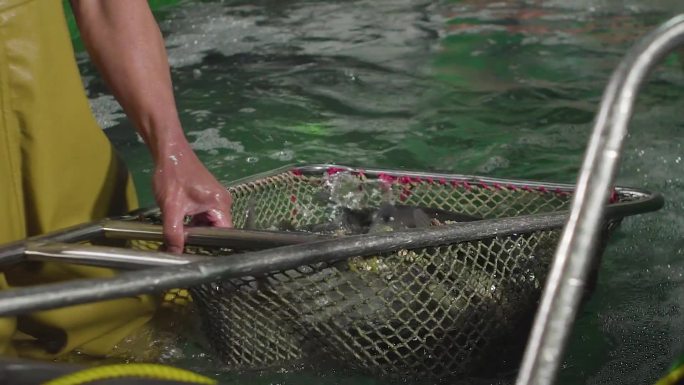 水产市场鱼交易视频素材