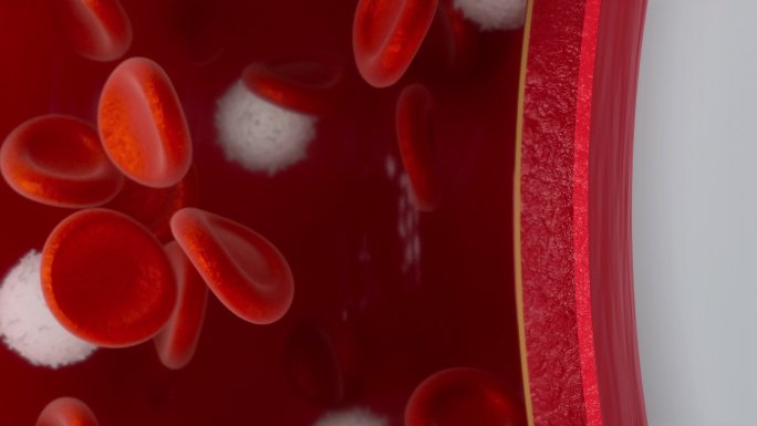 血管内流动的红细胞与白细胞3D渲染
