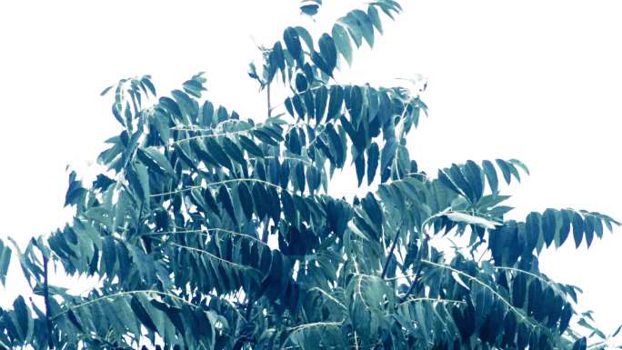 暴雨过后的杨树椿树
