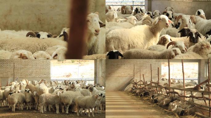 羊养殖实拍