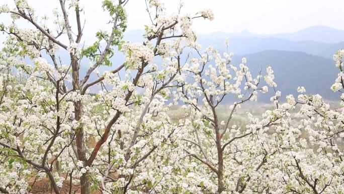 梨花实拍