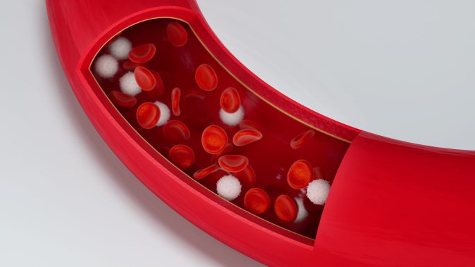 血管内流动的红细胞与白细胞3D渲染