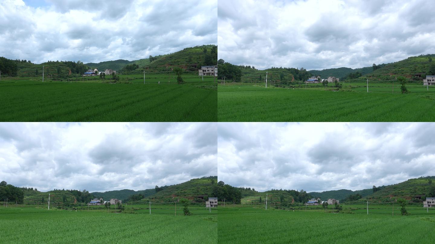 2组黑卡7的4K拍摄农村稻田