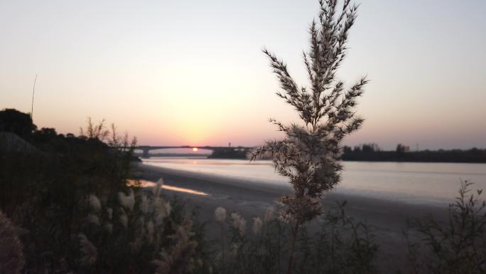 夕阳黄河边芦苇芦苇丛唯美芦苇