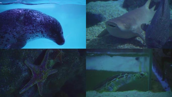 海洋馆海底世界水族馆