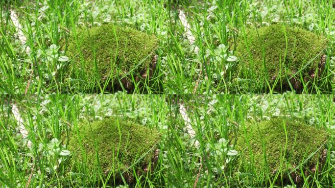 【4K】苔藓青苔