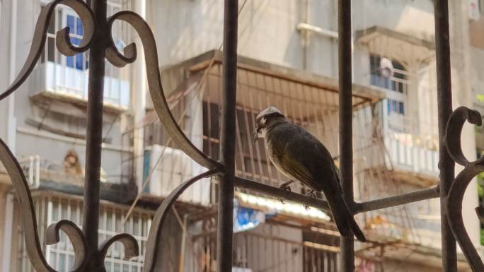4K老城区阳台窗台栏杆上的小鸟
