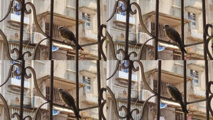 4K老城区阳台窗台栏杆上的小鸟