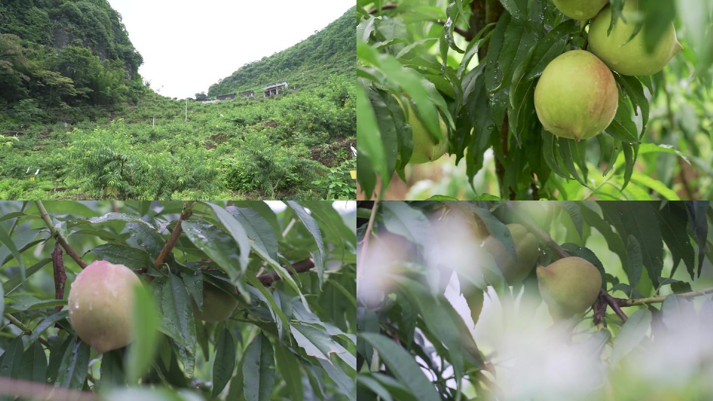 鹰嘴桃高清实拍基地素材