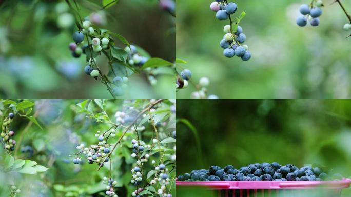 蓝莓园里的蓝莓