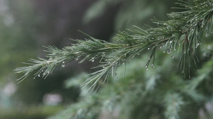 雨中松树-针叶松上雨滴