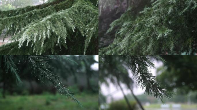 雨中松树-针叶松上雨滴