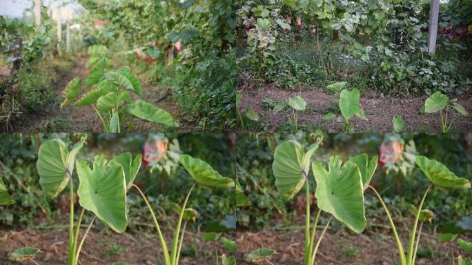 农村芋头小规模种植