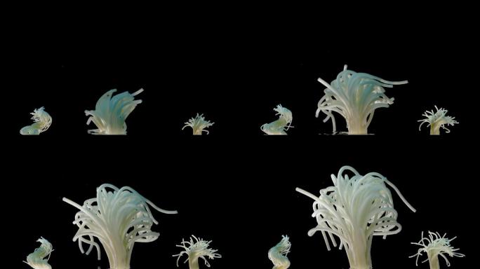 螺蛳粉米粉在水里运动创意拍摄