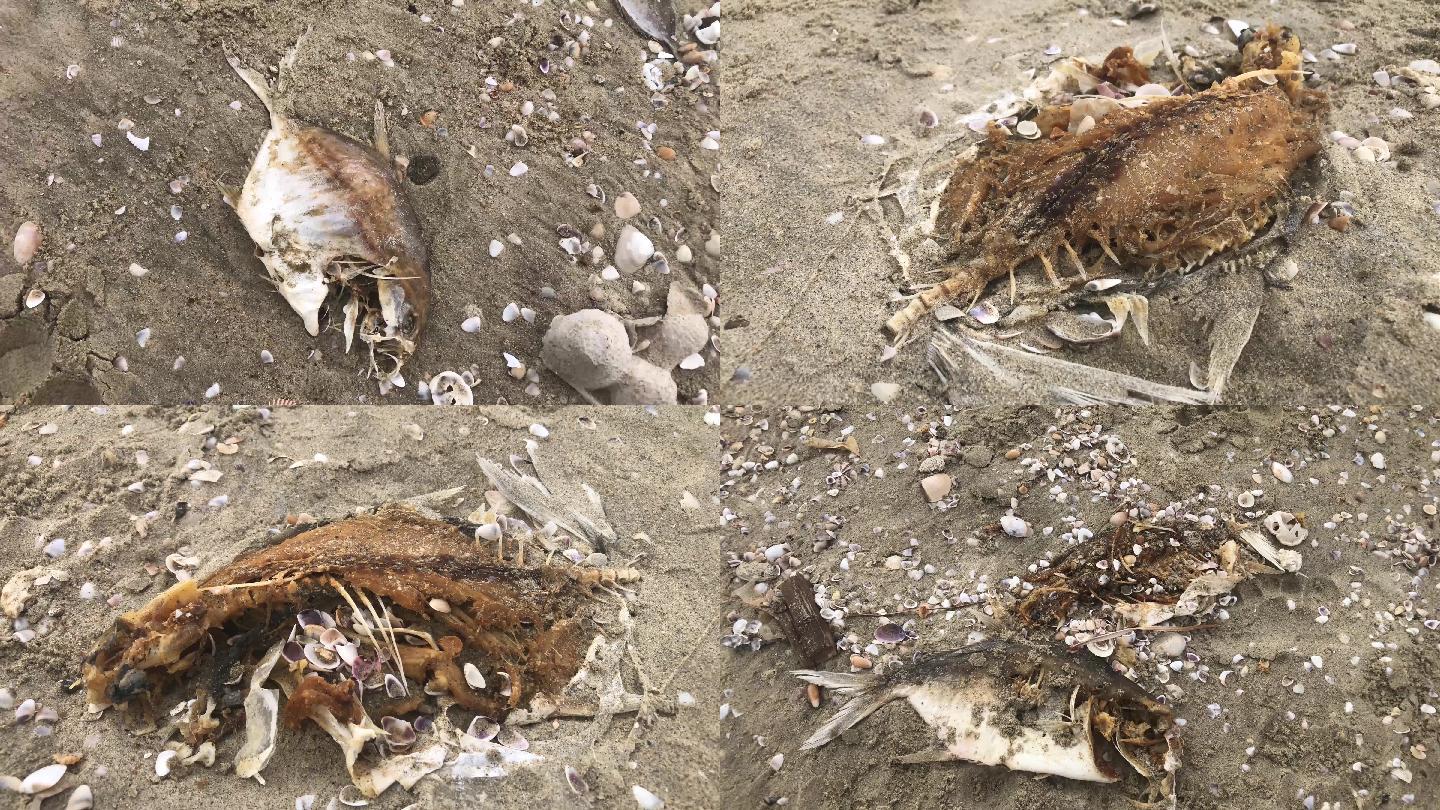 海滩上的死鱼堆