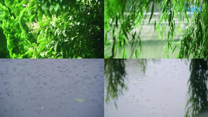 【4K】原创唯美雨天雨滴绿色