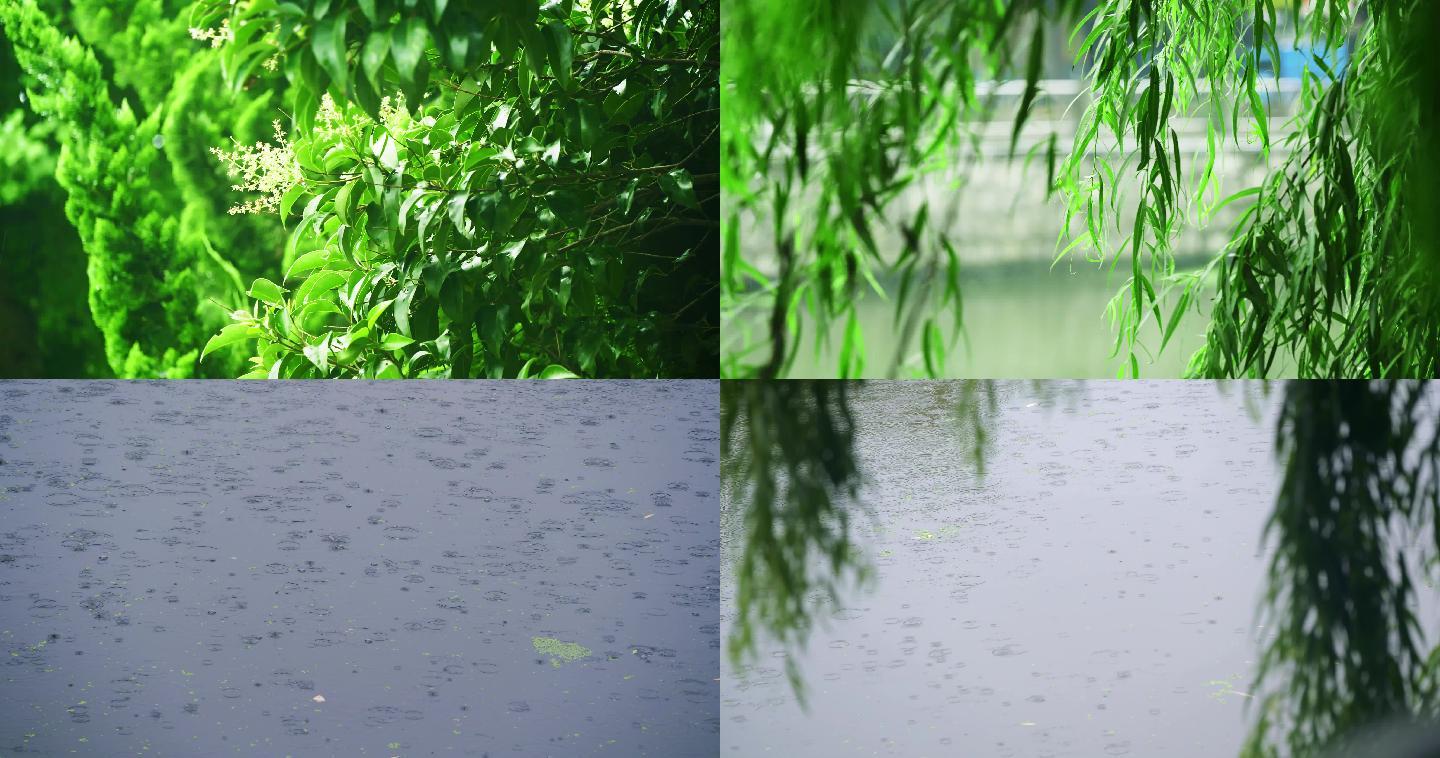 【4K】原创唯美雨天雨滴绿色