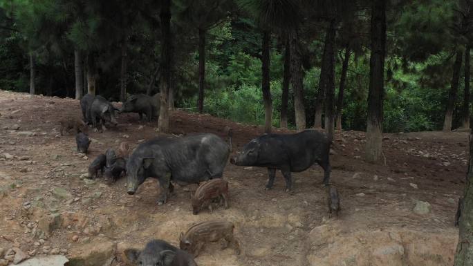 绿景养殖基地野山猪