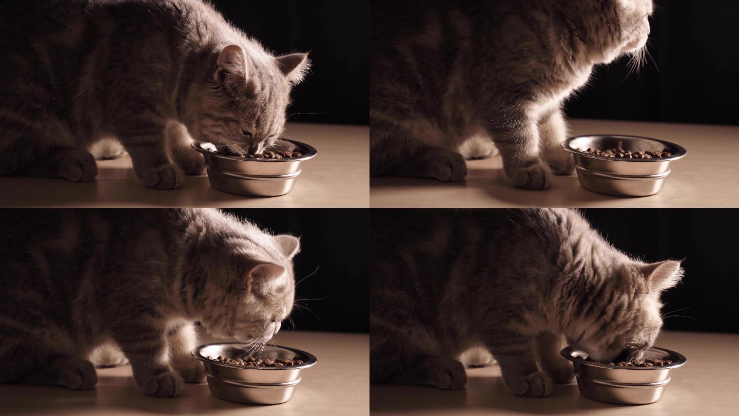 4K小猫幼猫吃猫粮宠物用品