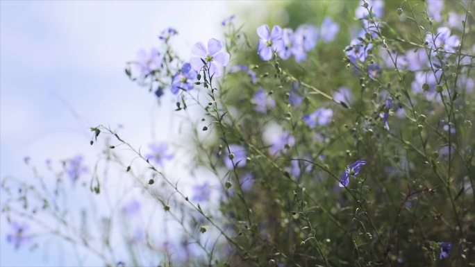 春季小花花