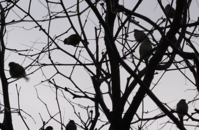 冬季树上麻雀剪影