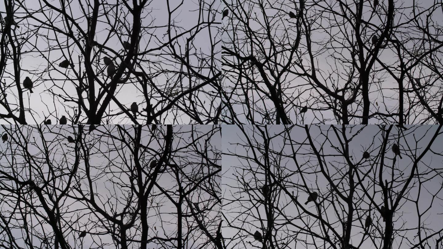 冬季树上麻雀剪影