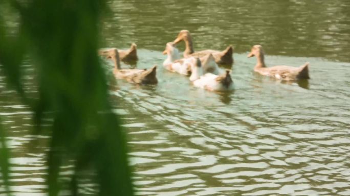 水上游动的野鸭