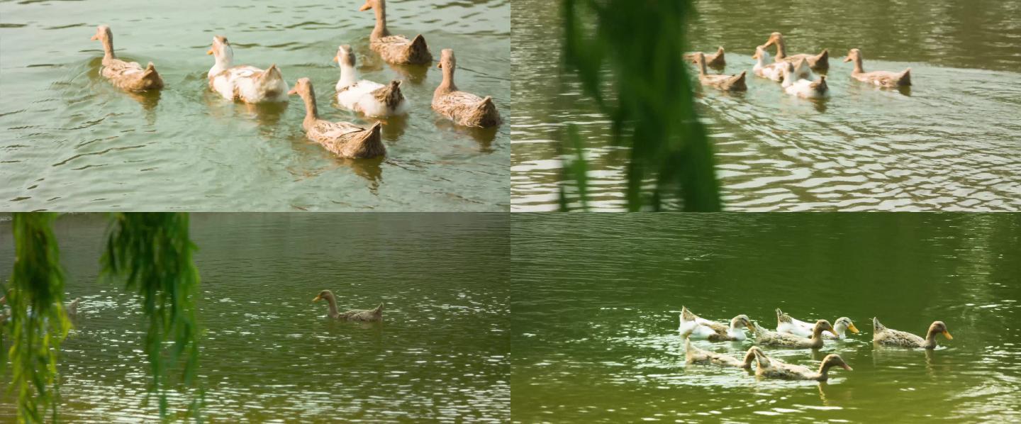 水上游动的野鸭